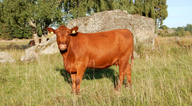 Обои картинки фото животные, коровы,  буйволы, трава, камень, деревья