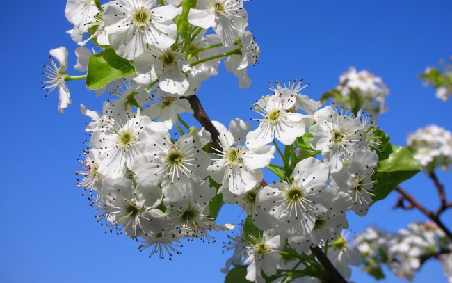 Обои картинки фото цветы, цветущие деревья ,  кустарники, ветка