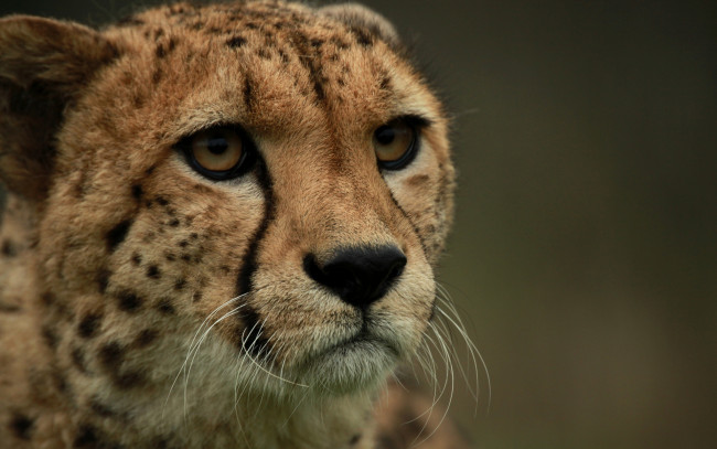 Обои картинки фото животные, гепарды, профиль