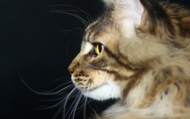 Обои картинки фото животные, коты, анфас