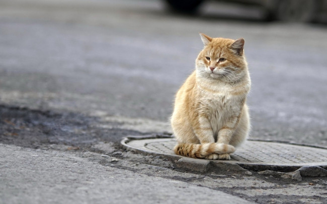 Обои картинки фото животные, коты, асфальт, люк