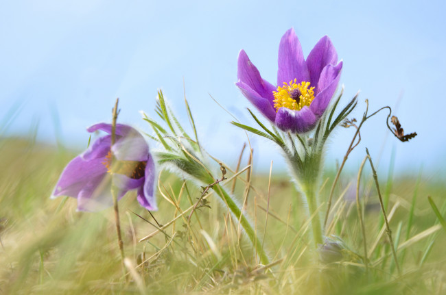 Обои картинки фото цветы, анемоны,  сон-трава, весна, сон-трава, прострел