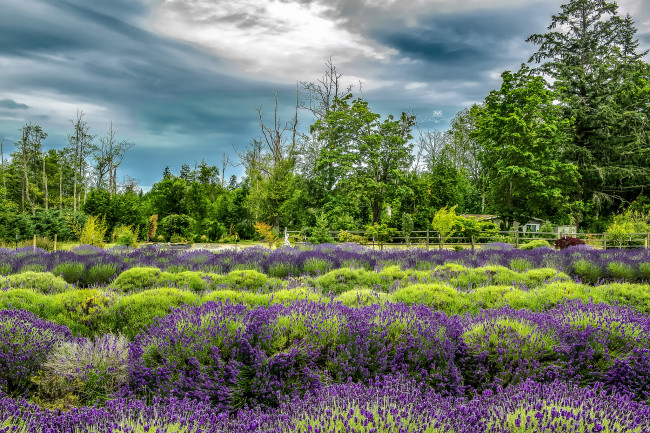 Обои картинки фото природа, луга, простор