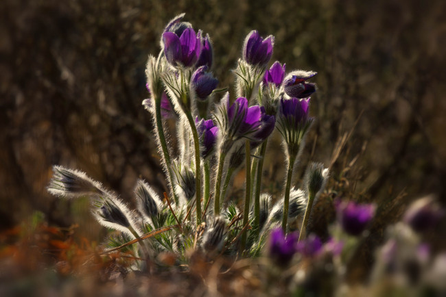 Обои картинки фото цветы, анемоны,  сон-трава, сон, трава, цветение, листья, весна