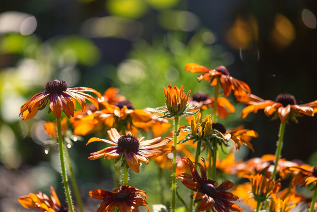 Обои картинки фото цветы, цветение, лепестки, кусты, лето