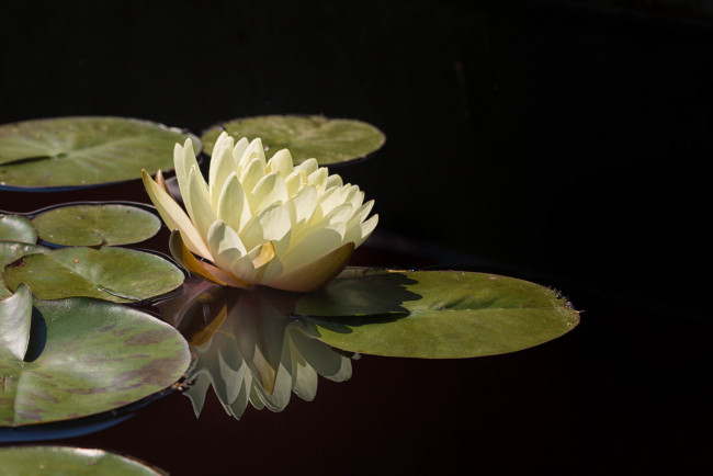 Обои картинки фото цветы, лилии водяные,  нимфеи,  кувшинки, вода, листья, водяные, лилии