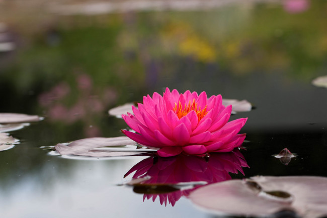 Обои картинки фото цветы, лилии водяные,  нимфеи,  кувшинки, вода, листья, водяные, лилии