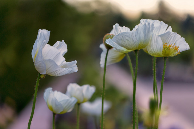 Обои картинки фото цветы, маки, мак, цветение, цвет, цветок