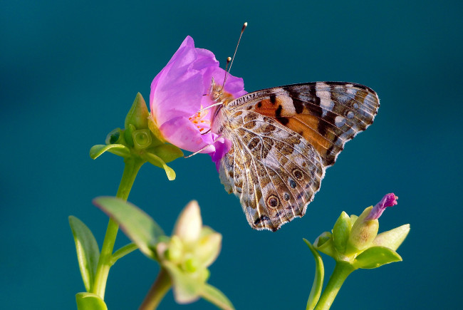 Обои картинки фото животные, бабочки,  мотыльки,  моли, репейница, цветок, фон, бабочка, макро