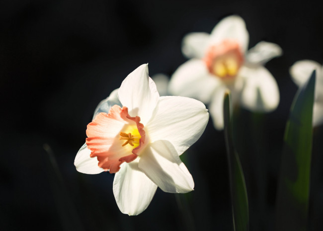 Обои картинки фото цветы, нарциссы, цветение, лепестки