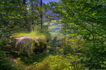 Картинка природа лес простор