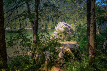 Картинка природа лес простор