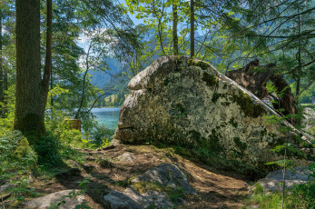 Картинка природа лес простор