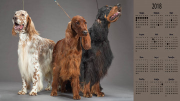 обоя календари, животные, собака, взгляд