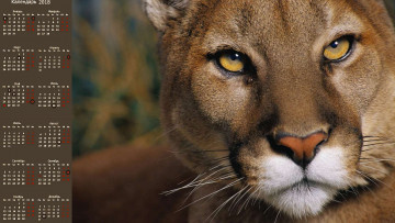 обоя календари, животные, взгляд, пума, морда