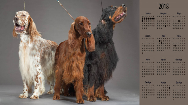 Обои картинки фото календари, животные, собака, взгляд