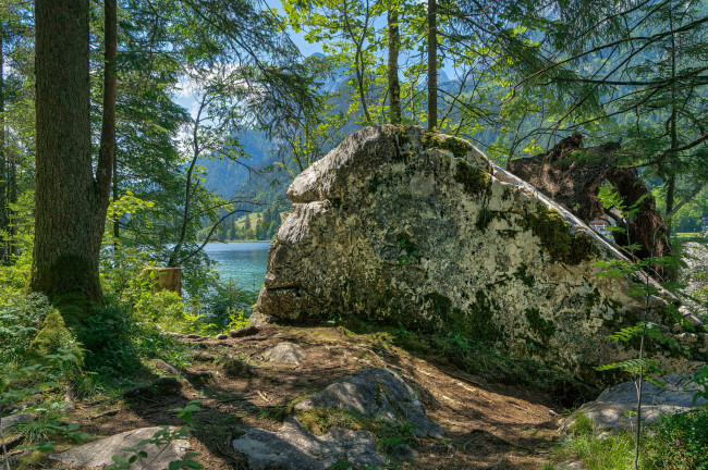 Обои картинки фото природа, лес, простор