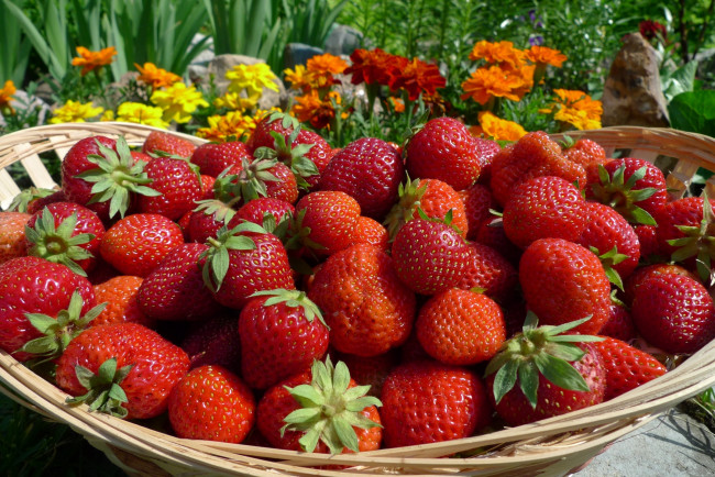 Обои картинки фото еда, клубника,  земляника, ягоды, корзина