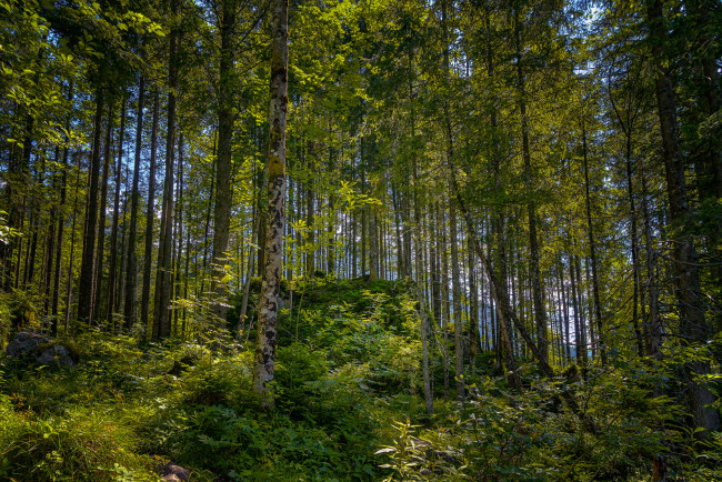 Обои картинки фото природа, лес, простор