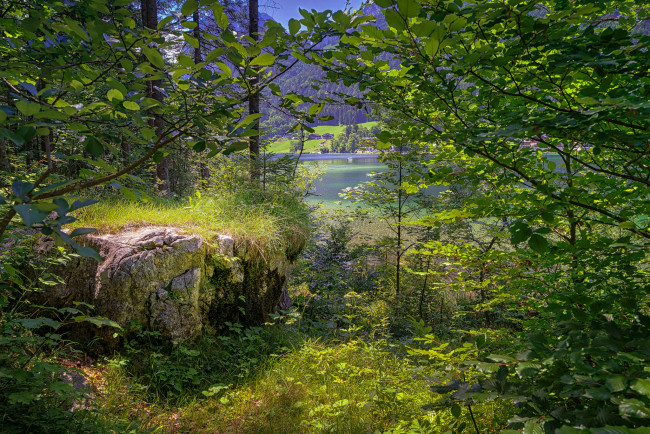 Обои картинки фото природа, лес, простор