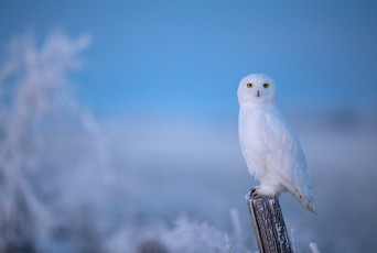 Картинка животные совы сова