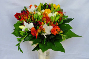 обоя цветы, фрезия, букет