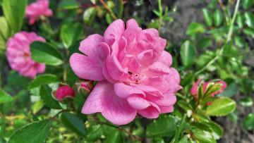 Картинка цветы розы розовый