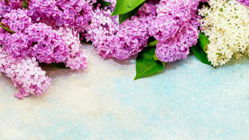 Картинка цветы сирень белый лиловый