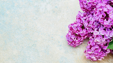 Картинка цветы сирень лиловый