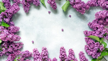 Картинка цветы сирень лиловый