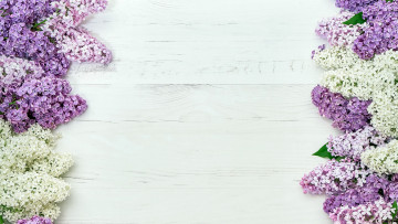 Картинка цветы сирень лиловый белый