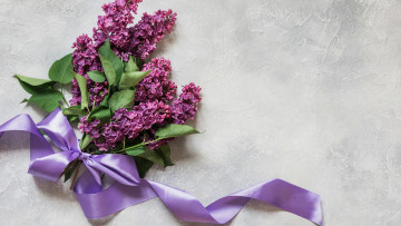 Картинка цветы сирень ветка лента бант