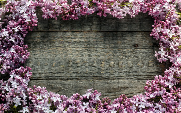 Картинка цветы сирень лиловый