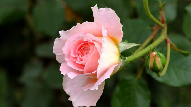 Обои картинки фото цветы, розы, розовый