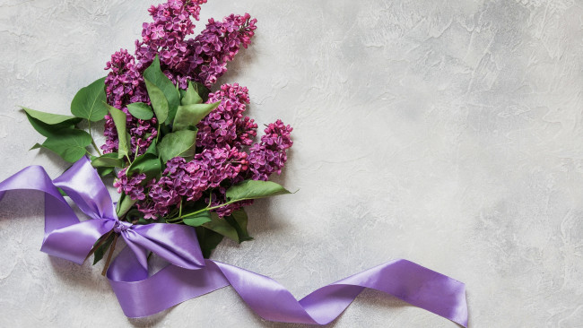 Обои картинки фото цветы, сирень, ветка, лента, бант
