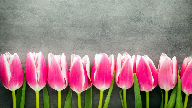 Обои картинки фото цветы, тюльпаны, бутоны