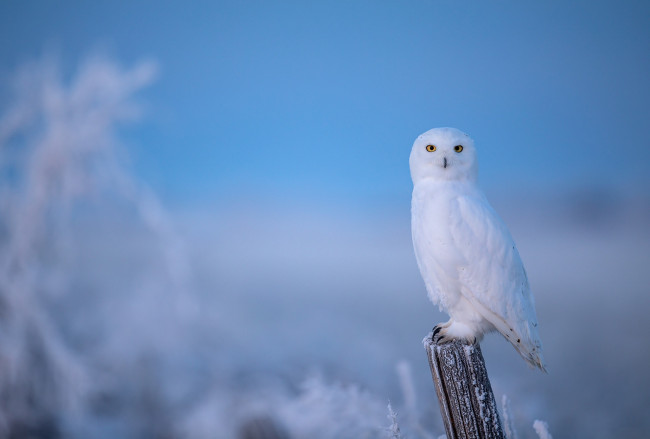 Обои картинки фото животные, совы, сова