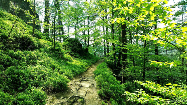 Обои картинки фото природа, лес, тропинка, зелень