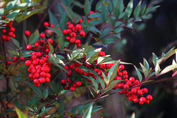 Картинка природа ягоды ветки красные