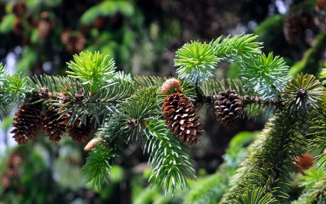 Обои картинки фото природа, шишки,  жёлуди,  каштаны, еловые