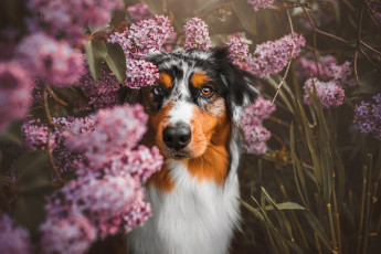 Картинка животные собаки собака