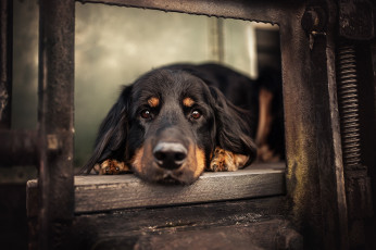 Картинка животные собаки собака