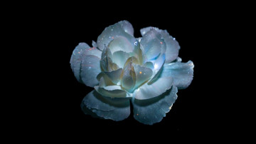 Картинка цветы пионы чёрный фон цветок