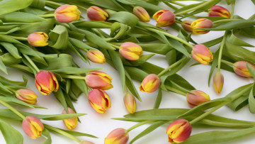 Картинка цветы тюльпаны бутоны много
