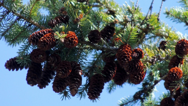 Обои картинки фото природа, шишки,  жёлуди,  каштаны