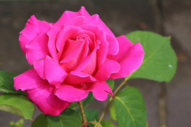 Обои картинки фото цветы, розы, розовая, роза, макро