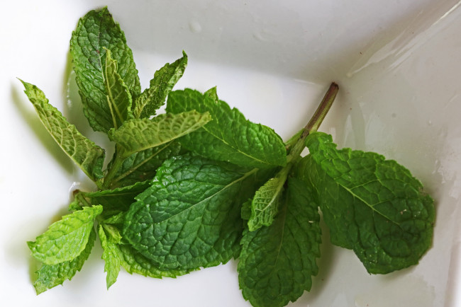 Обои картинки фото еда, разное, зеленые, листья, свежая, мята