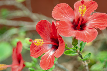 обоя цветы, гибискусы