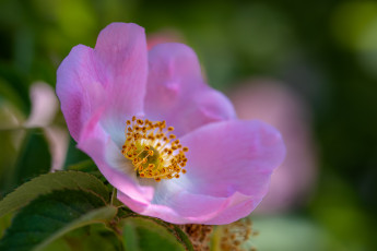 обоя цветы, шиповник, цветок