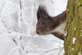 Картинка животные белки белка